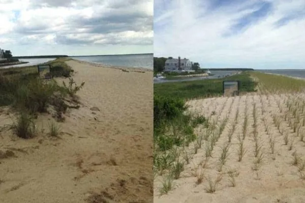 Before (left) and after restoration photos of Popponesset Beach. | Popponesset Spit named one of America’s Best Restored Beaches for 2017
