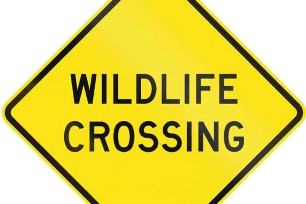NYSDOT and Nature Conservancy piloting a ‘critter shelf’ for wildlife