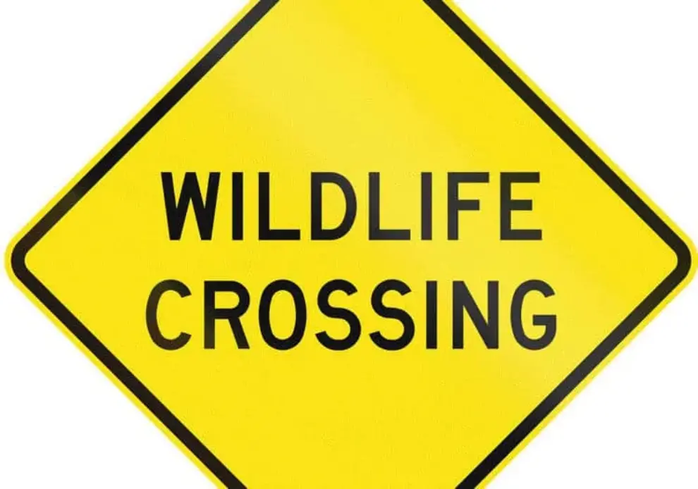 NYSDOT and Nature Conservancy piloting a ‘critter shelf’ for wildlife