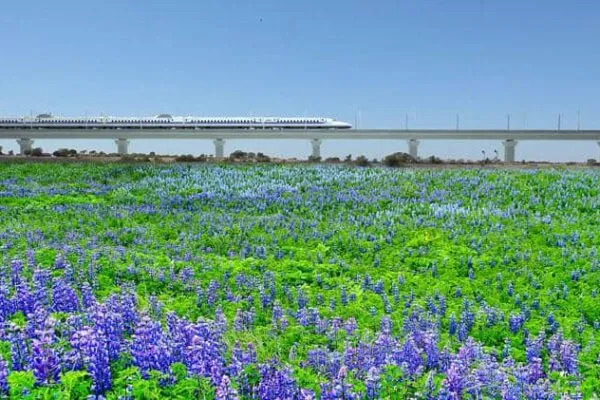 Texas high-speed train picks environmental partner to manage green infrastructure projects