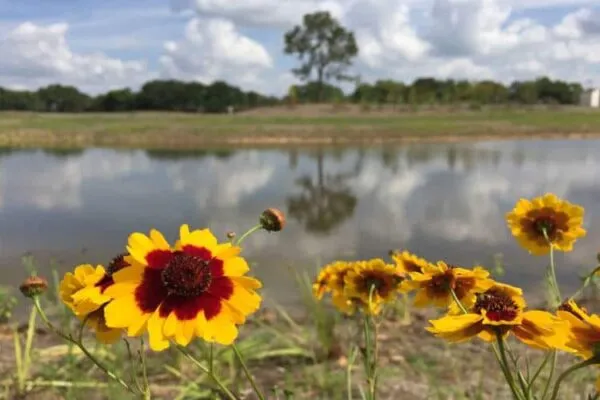There will be 39 acres of wetlands throughout Exploration Green, as well as more than 100 acres of upland and island areas planted with native grasses and wildflowers. Photo: Jerry Hamby | Video: Exploration Green Phase 1 completion