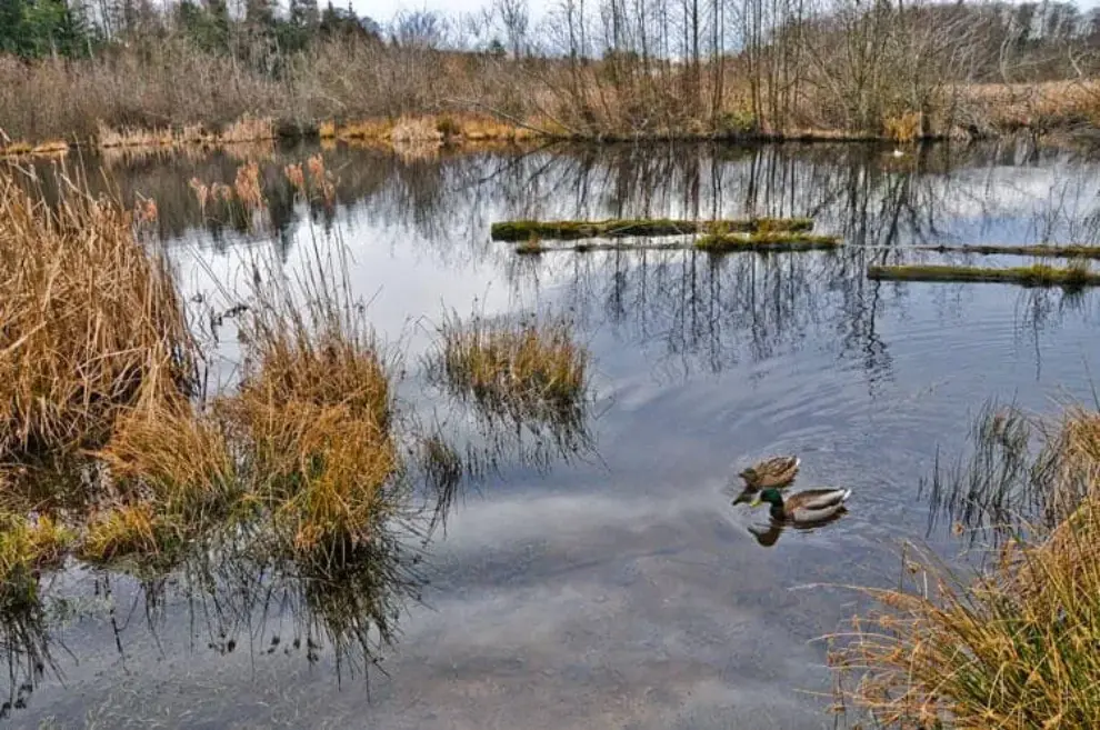 PennDOT P3 office releases RFQ for wetlands mitigation banking proposal