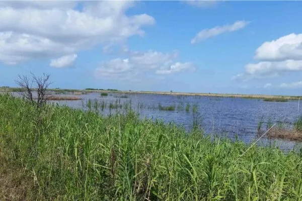 Opinion: Wetlands mitigation banking has a successful track record