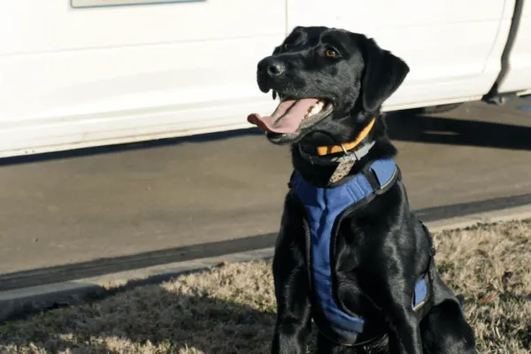 Every Dog has their Day: America’s First Water Leak Detection Dog