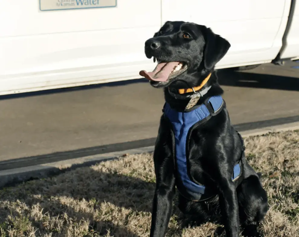 Every Dog has their Day: America’s First Water Leak Detection Dog