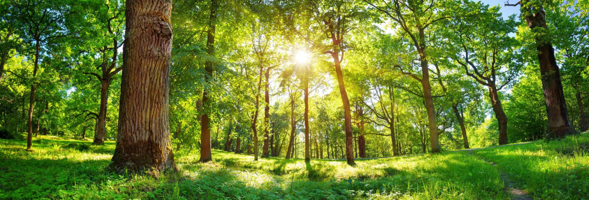 old oak tree foliage in morning light with sunlight | CONDAIR & AIRTHINGS SUPPORT WHO HUMIDITY PETITION