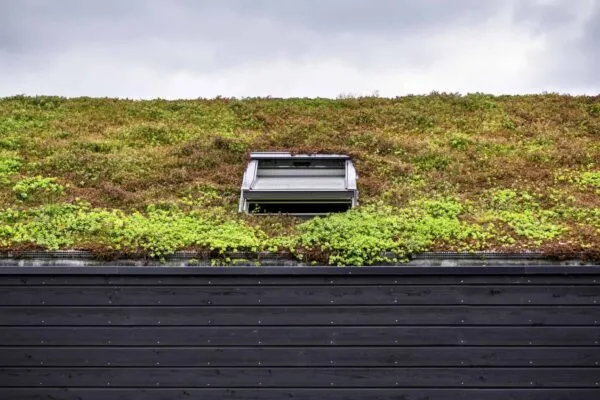 Building with a green roof completely covered with vegetation. Extensive green sustainable sedum roof with succulent plants. Roof greening with succulents. Skylight in the middle of the roof | Topping off LEED Certification with a Green Roof