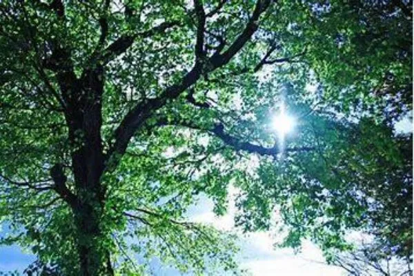 Sunlight through a tree canopy. | 3 Keys to successful canopy penetration