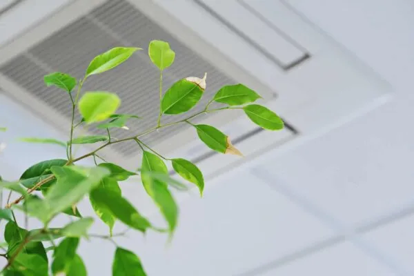 Ficus green leaves on the background ceiling air conditioner in modern office or at home. Indoor air quality concept | Talking Indoor Air Quality with Green Badger CEO Tommy Linstroth