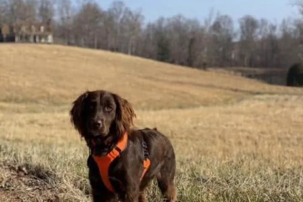 Calling in the K-9 Unit for Water Loss: Tennessee Home to Nation’s First Private Water Leak Detection Dog for Hire