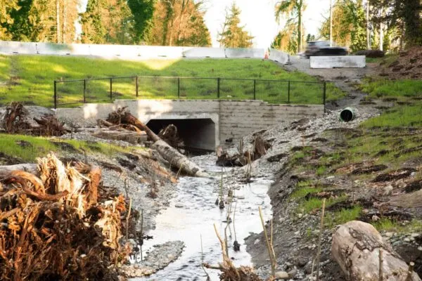 Stantec helps City of Kirkland rehabilitate Cedar Creek to improve fish passage, reduce flooding