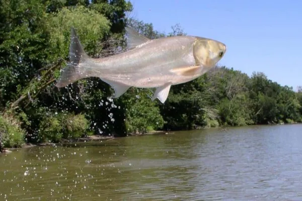 Predicting the spread of invasive carp using river water flows