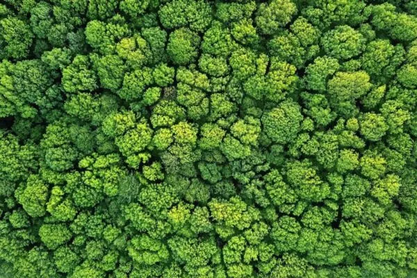 Aerial view green forest foliage summer warm sunlight. Natural green background. Photo by drone | Envision is the Solution for Building Back Better — ISI’s ‘Sustain it or Explain it’ Blog