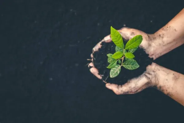 Hand for planting trees back to the forest, Creating awareness for love wild, Wild plant concept. | Surna Cultivation Technologies Partners with Global Reforestation Non-Profit One Tree Planted