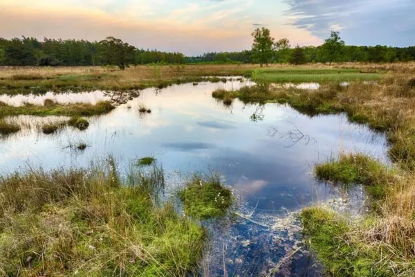 Conserve and restore peatlands to slash global emissions – new report