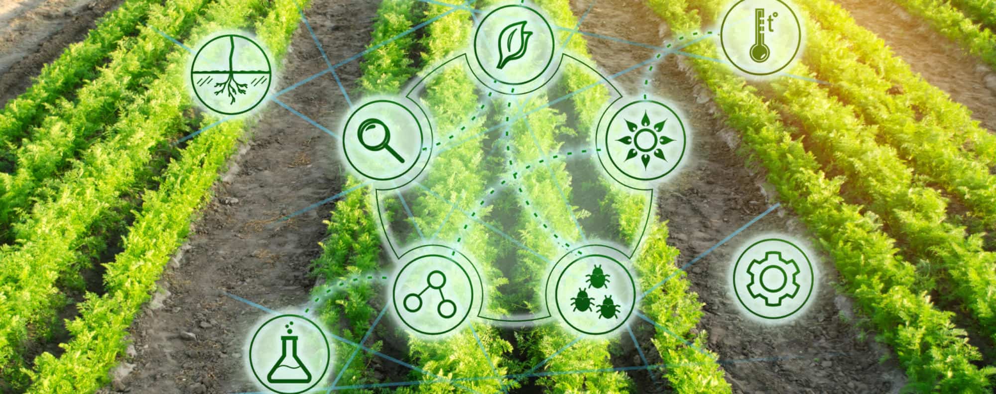 Growing organic vegetables with new technologies. Development of innovation and research. Investing in farming. Study quality of soil and crop. Selection of varieties. Agriculture. Carrot | CEA Industries Inc. Announces Reverse Stock Split Effective February 9, 2022