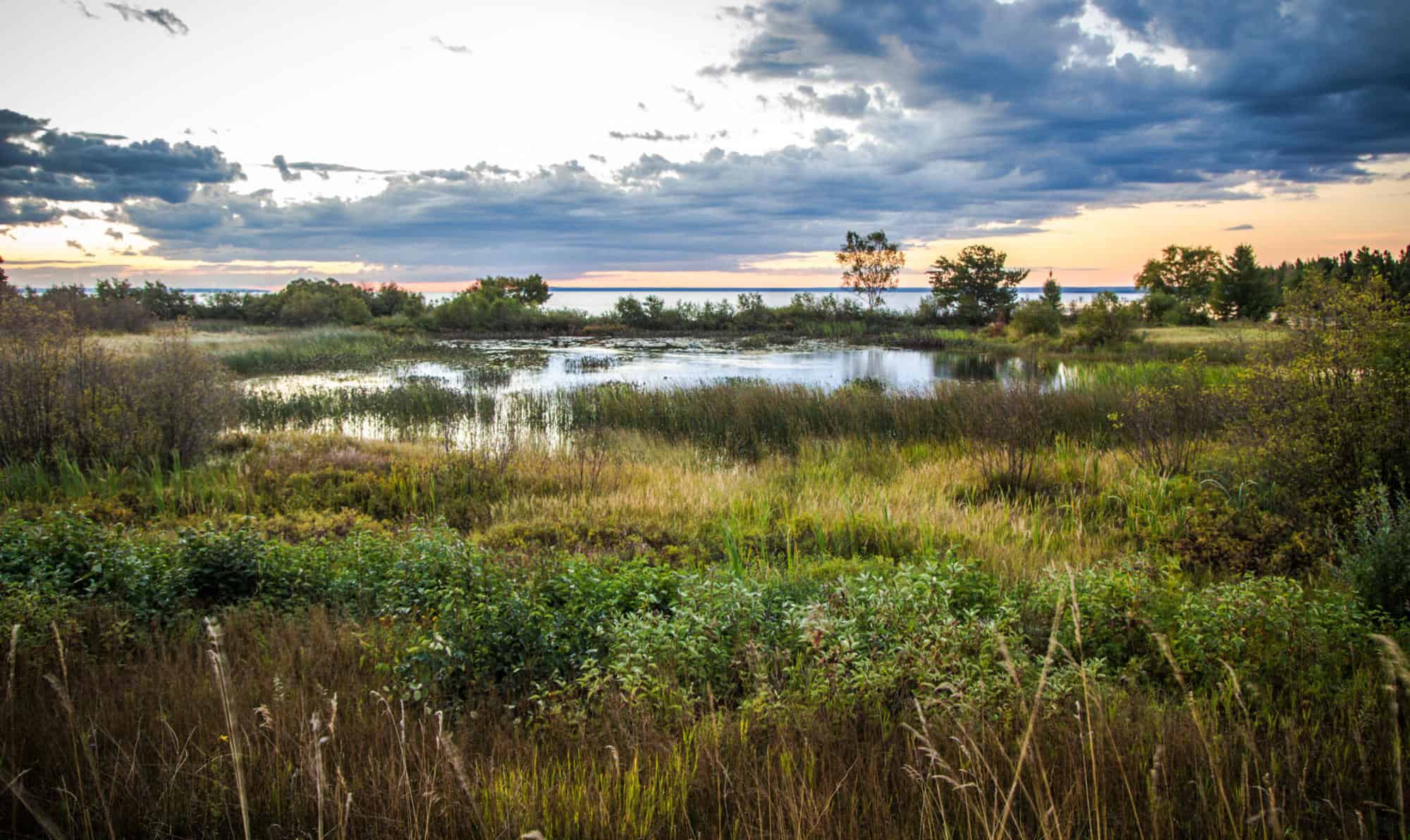 Wetland Volunteers Paired with Technology to Pioneer a Sustainable Wetland Monitoring Program