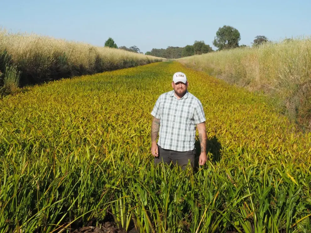 ERDC researcher aids work in Australia, South Africa to combat invasive weed