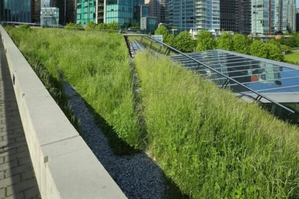 A portion of the new Vancouver Convention Center environmentally friendly, lush, 6 acre green roof. | Morgan State to Address Urban Climate Change Impacts and Adaptations with $5M Department of Energy Grant Award