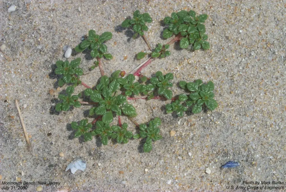 Coastal restoration project gives threatened coastal plant another chance