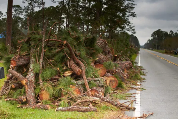 Asheville Nonprofit Echoes of the Forest Transforms Tragedy into Tribute